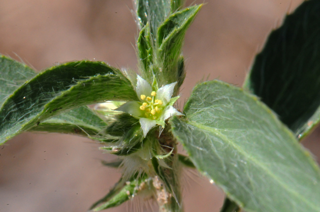 New Mexico Silverbush has white, flowers throughout the year. Flowers are both male and female. Flowers on an inflorescence from stem joints or axils. Ditaxis neomexicana 